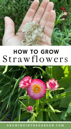 someone is holding their hand out with flowers in the background and text overlay that reads how to grow strawflowers