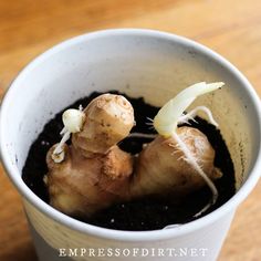 a close up of a plant in a cup with dirt on the ground and roots