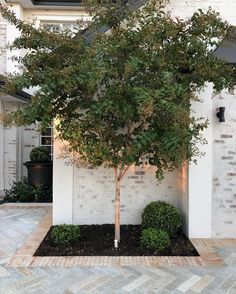 a small tree in front of a white brick building