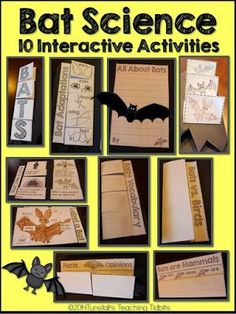 bat science interactive activities for kids