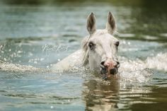 a white horse is wading through the water