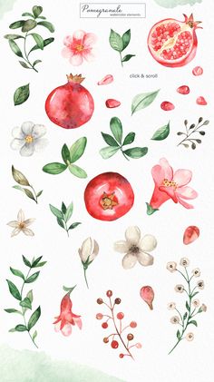 watercolor flowers and pomegranates are shown in this image, with green leaves