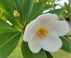 a large white flower with yellow stamens