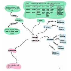 a mind map with different types of plants and their names in each language, including the words plant kingdom