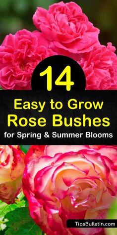 14 Easy to Grow Rose Bushes for Spring and Summer Blooms Knock Out Roses, Homestead Lifestyle, Container Roses, Homesteading Tips, Floribunda Rose, Floribunda Roses, Best Roses