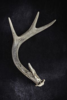 the antler is laying down on the black surface