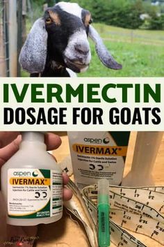 correct Deworming Goats, Showing Lambs, Pigmy Goat, Farm Life Aesthetic, Goat Pet, Nigerian Goats