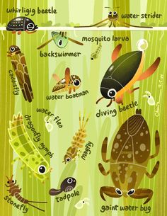 the different types of bugs and other insects are depicted in this poster, which shows them on