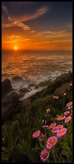 the sun is setting over the ocean with pink flowers on the shore and rocks in the foreground