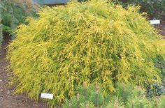 a bush with lots of yellow flowers in the middle of some plants and shrubs around it