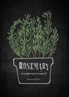 rosemary plant in a pot with the words rosemary on it, against a black background