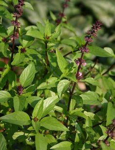 some green leaves and purple flowers in the sun