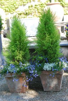 three potted plants sitting on top of a gravel ground next to a wooden bench