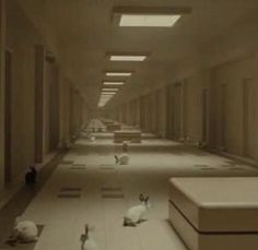 an empty hallway with several white birds sitting on the floor and one bird standing in the middle