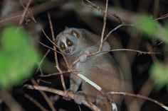 a small monkey sitting on top of a tree branch with its eyes open and looking at the camera