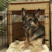 a german shepard dog sitting in his kennel