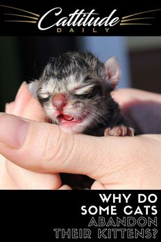 someone holding a kitten in their hand with the caption saying, why do some cats abandon their kittens?