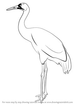 a large bird with long legs standing in front of a white background and the words how to draw a stork