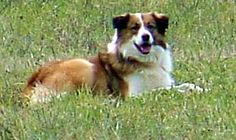 a brown and white dog laying in the grass