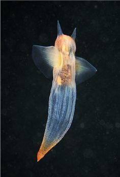 a jellyfish swimming in the water with its head turned to look like it is floating