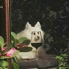 a white cat sitting next to a glass of wine