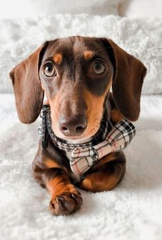 a brown dachshund dog wearing a plaid bandana sitting on a white blanket