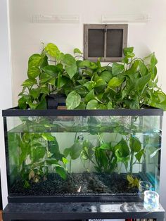 an aquarium filled with plants and rocks on top of a shelf next to a window