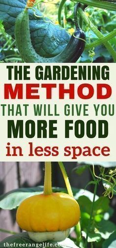 the gardening method that will give you more food in less space