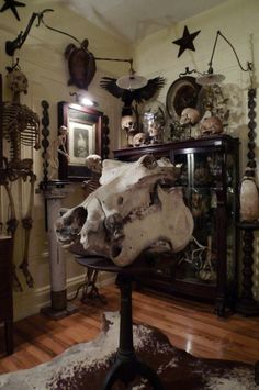 a large animal skull sitting on top of a table in front of a wall mounted clock