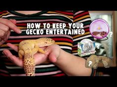 a person holding a gecko in their hands with the caption how to keep your gecko entertained