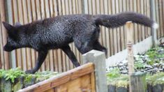 a black cat walking on top of a wooden fence next to a green planter