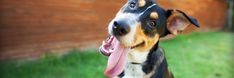 a close up of a dog with its tongue out