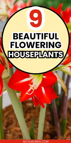 red flowers with the words 9 beautiful flowering houseplants on it's side