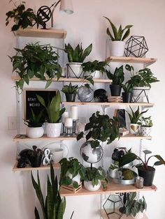 many houseplants are arranged on wooden shelves