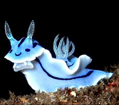 a blue and white sea slug with large horns on it's back