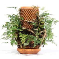 a potted plant sitting on top of a wooden container filled with green leaves and plants