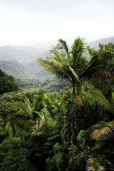 a lush green forest filled with lots of trees and bushes on top of a mountain