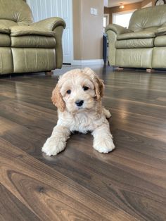 a small dog sitting on top of a hard wood floor