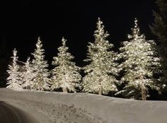 snow covered trees line the side of a road at night