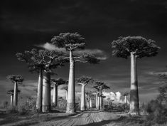 black and white photograph of trees on dirt road