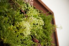 green plants growing on the side of a building