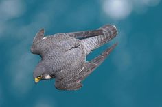 a gray bird flying through the air with its wings spread out and it's beak open