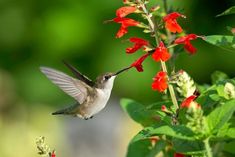 a hummingbird hovering over red flowers and green leaves