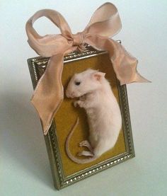 a rat in a frame with a bow on it