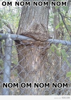 a tree behind a fence with the words omnom nom nom on it