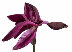 a single purple flower on a white background