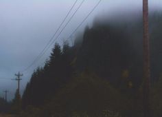 the power lines are above the trees and fog