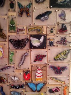 a display case filled with lots of different types of bugs and butterflies on wooden boards