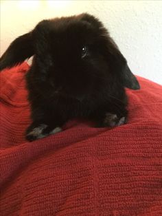 a black rabbit sitting on top of a red blanket