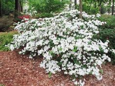 the white flowers are blooming on the shrub in the park, and it's hard to tell what color they are